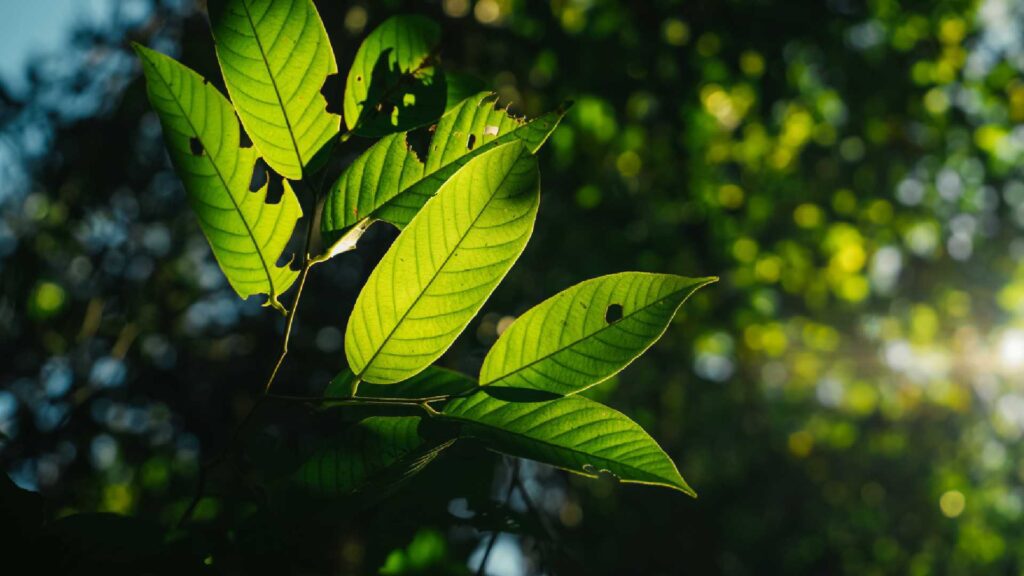 How Addictive Is Kratom? Facts Every User Should Consider