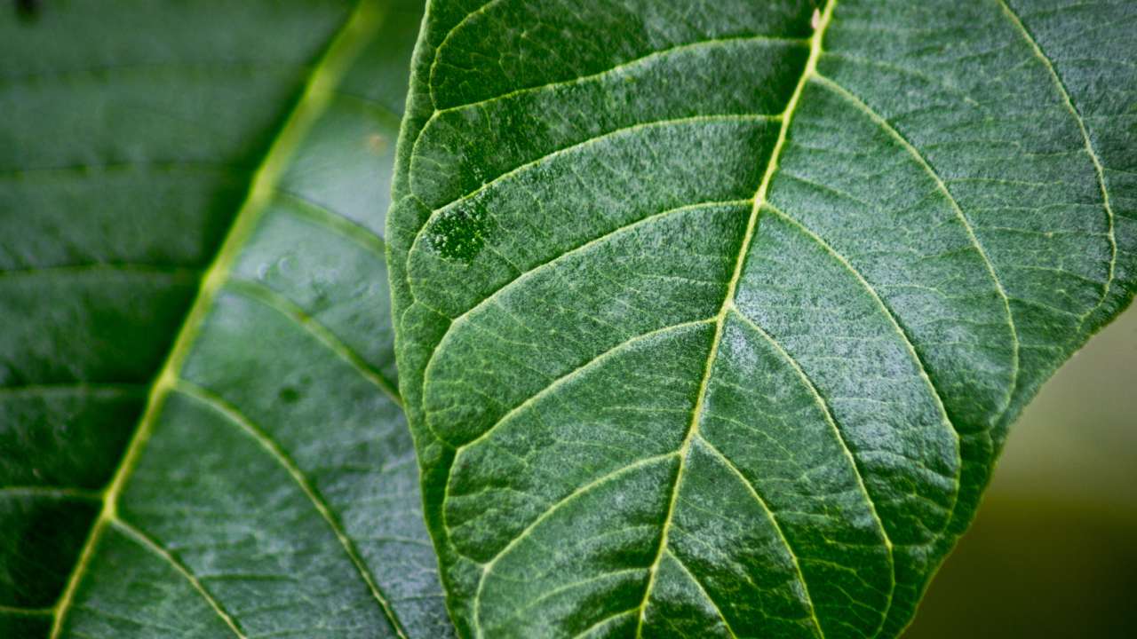 Kratom Addictive Properties_ What Families Must Understand